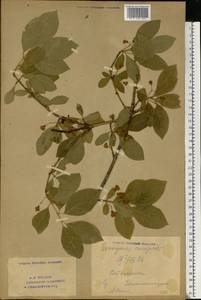 Euonymus europaeus L., Eastern Europe, Eastern region (E10) (Russia)