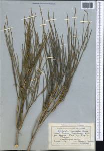Ephedra equisetina Bunge, Middle Asia, Northern & Central Tian Shan (M4) (Kyrgyzstan)