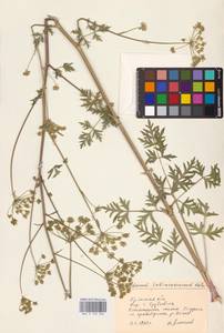 Xanthoselinum alsaticum (L.) Schur, Eastern Europe, Western region (E3) (Russia)