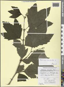 Platanus orientalis L., Caucasus, Black Sea Shore (from Novorossiysk to Adler) (K3) (Russia)
