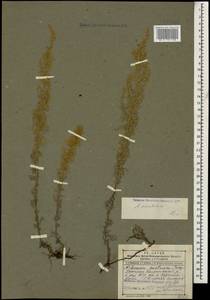 Artemisia austriaca Jacq., Caucasus, Dagestan (K2) (Russia)