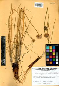 Allium splendens Willd. ex Schult. & Schult.f., Siberia, Altai & Sayany Mountains (S2) (Russia)