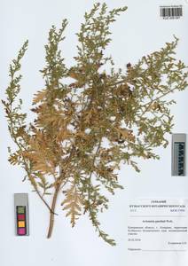 Artemisia gmelinii Weber ex Stechm., Siberia, Altai & Sayany Mountains (S2) (Russia)