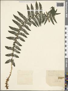 Polystichum braunii (Spenn.) Fée, Caucasus, Stavropol Krai, Karachay-Cherkessia & Kabardino-Balkaria (K1b) (Russia)