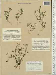 Vicia lentoides (Ten.) Coss. & Germ., Crimea (KRYM) (Russia)