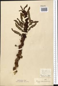 Rumex marschallianus Rchb., Middle Asia, Northern & Central Kazakhstan (M10) (Kazakhstan)