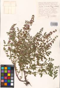 MHA 0 158 387, Mentha micrantha (Fisch. ex Benth.) Haw. ex Schult. & Schult.f., Middle Asia, Caspian Ustyurt & Northern Aralia (M8) (Kazakhstan)