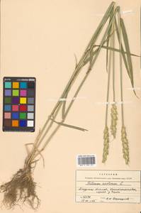 Triticum aestivum L., Siberia, Russian Far East (S6) (Russia)