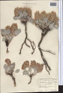 Hedysarum plumosum Boiss. & Hausskn., Middle Asia, Pamir & Pamiro-Alai (M2) (Kyrgyzstan)