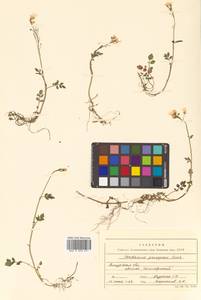 Cardamine prorepens Fisch. ex DC., Siberia, Russian Far East (S6) (Russia)