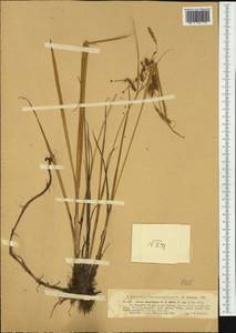 Carex maritima Gunnerus, Western Europe (EUR) (Finland)
