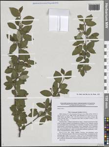 Cotoneaster acutifolius Turcz., Siberia, Baikal & Transbaikal region (S4) (Russia)