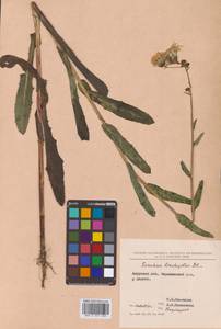 Sonchus brachyotus DC., Siberia, Russian Far East (S6) (Russia)