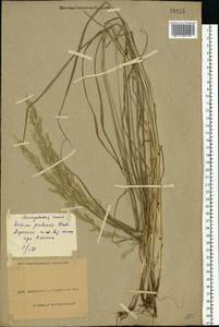 Lolium pratense (Huds.) Darbysh., Eastern Europe, North Ukrainian region (E11) (Ukraine)