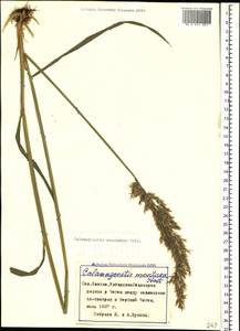 Calamagrostis caucasica Trin., Caucasus, Stavropol Krai, Karachay-Cherkessia & Kabardino-Balkaria (K1b) (Russia)
