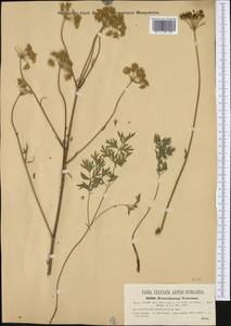 Xanthoselinum alsaticum subsp. venetum (Spreng.) Reduron, Charpin & Pimenov, Western Europe (EUR) (Italy)