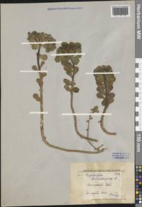 Euphorbia helioscopia L., Middle Asia, Syr-Darian deserts & Kyzylkum (M7) (Uzbekistan)