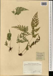 Odontosoria chinensis subsp. chinensis, South Asia, South Asia (Asia outside ex-Soviet states and Mongolia) (ASIA) (Japan)