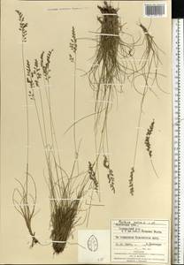 Festuca ovina L., Eastern Europe, West Ukrainian region (E13) (Ukraine)