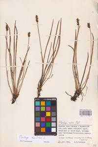 Plantago maritima L., Eastern Europe, Northern region (E1) (Russia)