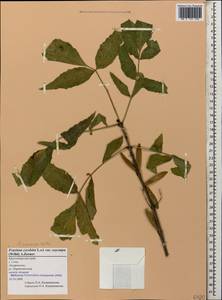 Fraxinus angustifolia subsp. oxycarpa (M.Bieb. ex Willd.) Franco & Rocha Afonso, Caucasus, Black Sea Shore (from Novorossiysk to Adler) (K3) (Russia)
