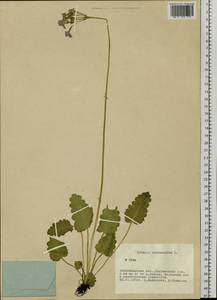 Primula cortusoides L., Siberia, Western Siberia (S1) (Russia)