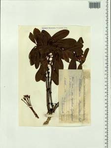 Rhododendron aureum Georgi, Siberia, Baikal & Transbaikal region (S4) (Russia)