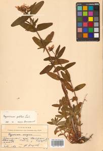 Hypericum ascyron subsp. gebleri (Ledeb.) N.Robson, Siberia, Russian Far East (S6) (Russia)
