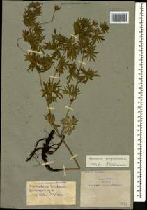 Geranium sanguineum L., Caucasus, Armenia (K5) (Armenia)