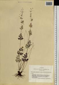 Thalictrum simplex subsp. altaicum (Schischk. ex Krylov & Schischk.) Hand, Siberia, Altai & Sayany Mountains (S2) (Russia)