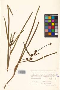 Sparganium japonicum Rothert, Siberia, Russian Far East (S6) (Russia)
