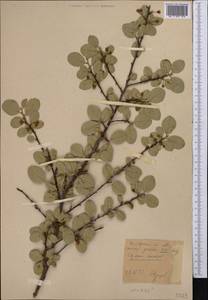 Cotoneaster, Middle Asia, Northern & Central Tian Shan (M4) (Kyrgyzstan)