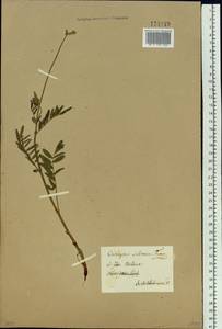 Onobrychis arenaria subsp. sibirica (Besser)P.W.Ball, Siberia (no precise locality) (S0) (Russia)