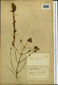 Picea, Eastern Europe, Northern region (E1) (Russia)