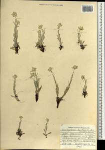 Leontopodium leontopodioides (Willd.) Beauverd, Mongolia (MONG) (Mongolia)