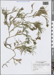 Diphasiastrum complanatum (L.) Holub, Siberia, Russian Far East (S6) (Russia)