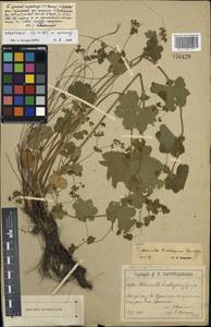 Alchemilla lindbergiana Juz., Eastern Europe, Moscow region (E4a) (Russia)