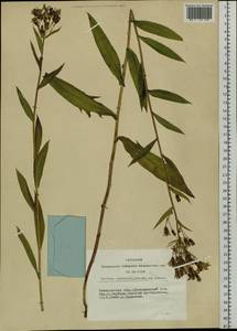 Lactuca sibirica (L.) Benth. ex Maxim., Siberia, Altai & Sayany Mountains (S2) (Russia)