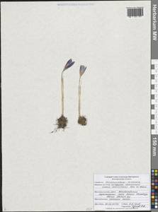 Crocus reticulatus Steven ex Adams, Eastern Europe, Central forest-and-steppe region (E6) (Russia)
