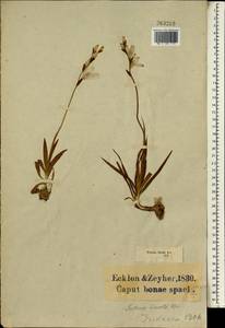 Tritonia gladiolaris (Lam.) Goldblatt & J.C.Manning, Africa (AFR) (South Africa)