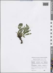 Bupleurum triradiatum Adams ex Hoffm., Siberia, Baikal & Transbaikal region (S4) (Russia)