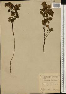 Vaccinium vitis-idaea L., Eastern Europe, Central forest-and-steppe region (E6) (Russia)