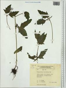 Chenopodium ficifolium Sm., Western Europe (EUR) (Germany)