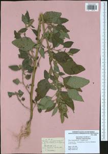 Amaranthus retroflexus L., Eastern Europe, Central region (E4) (Russia)