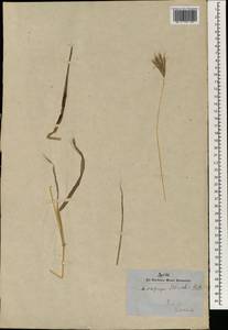 Bothriochloa bladhii (Retz.) S.T.Blake, South Asia, South Asia (Asia outside ex-Soviet states and Mongolia) (ASIA) (India)