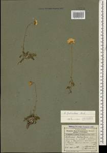 Archanthemis fruticulosa (M. Bieb.) Lo Presti & Oberpr., Caucasus, Dagestan (K2) (Russia)