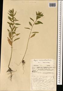 Axyris amaranthoides L., Mongolia (MONG) (Mongolia)