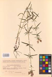 MHA 0 155 923, Dracocephalum ruyschiana L., Eastern Europe, Central region (E4) (Russia)