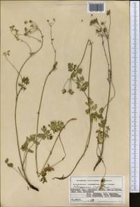 Aulacospermum simplex Rupr., Middle Asia, Pamir & Pamiro-Alai (M2) (Kyrgyzstan)