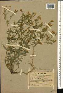 Linum mucronatum subsp. armenum (Bordzil.) P. H. Davis, Caucasus, Armenia (K5) (Armenia)